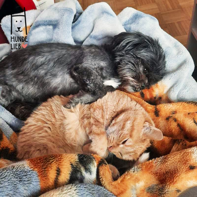 Es ist wieder die Kuschelzeit des Jahres!

#hundefotos #hundebilder #hundelieb #dogsharing #dogfluencer #dailydoseofdog #dogsharingdeutschland #dogsharingösterreich #dogsharingschweiz #dogcommunity #lovedogs #hund #hunde #hundeverliebt #hundeverrückt #hundeliebe #hundefreunde