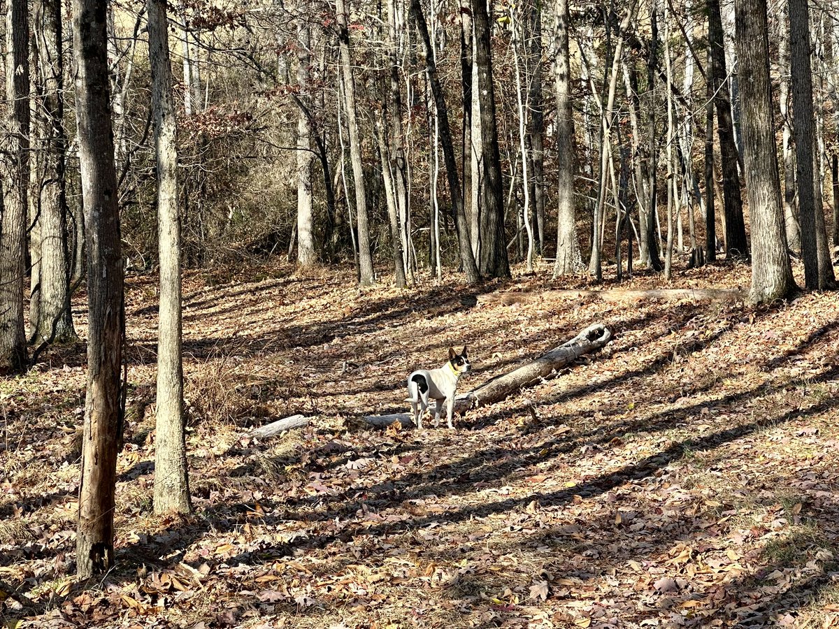 GrayFeist's tweet photo. #GrayFeist going strong since 2005! #MountainFeist #Feist #squirreldog #squirreldogs #squirrelhunting https://t.co/sjT8Ub4XRk