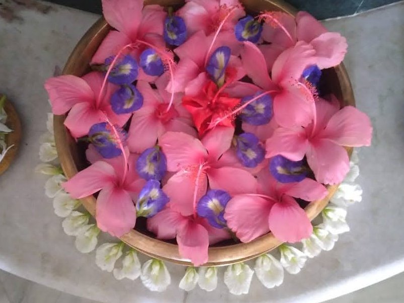 Drop a beautiful flower pic from your gallery 🌺