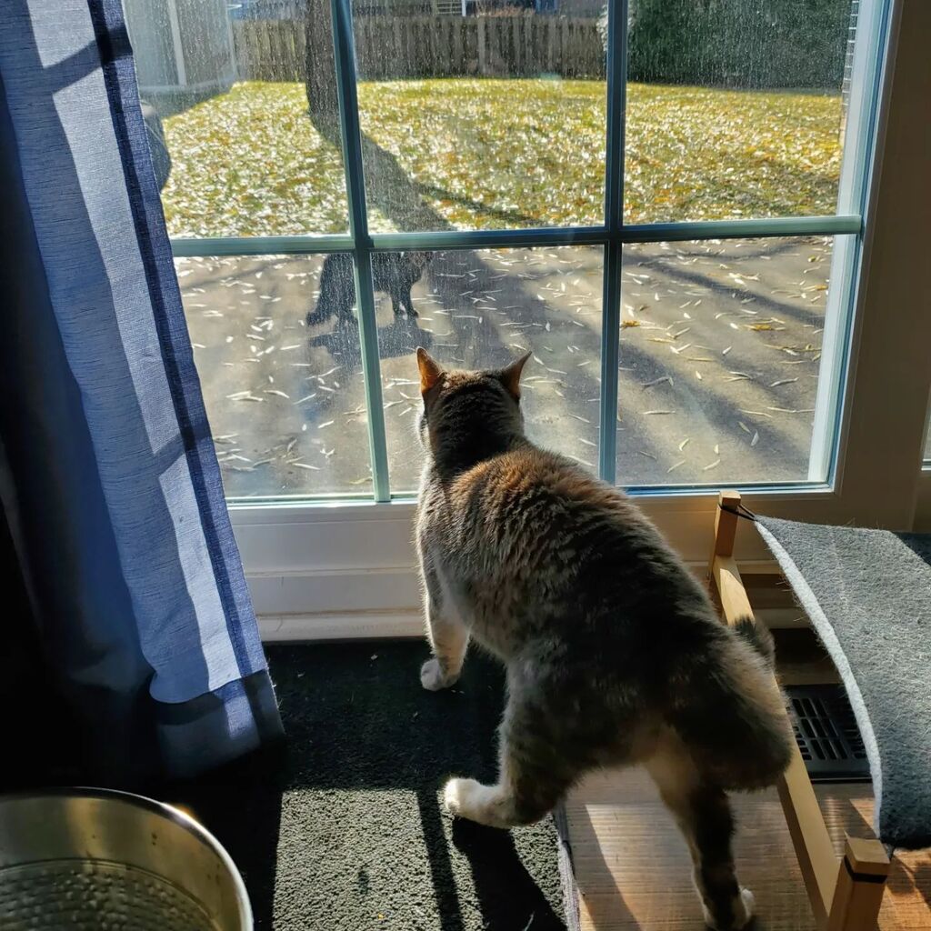 alsoJulZ's tweet image. INTRUDER ALERT!! ⚠️
#FloBeans #puffytail