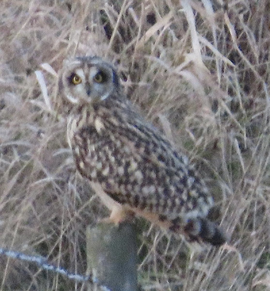 Glossy Ibis + Short-eared Owl at St Aidan’s today. #Swillyings #StAidans