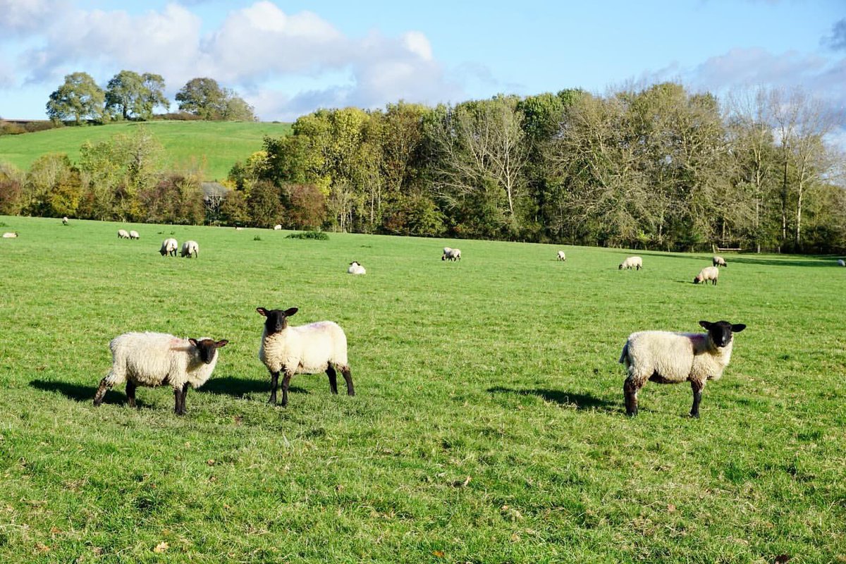 Don’t forget to say hello to our neighbours when you visit 🐑🐑🐑

#charingworthmanor #uniqueexperience #cotswold #escapetothecountry #chicretreat #visitcotswolds #luxurytravel #elegantescape #chippingcampden