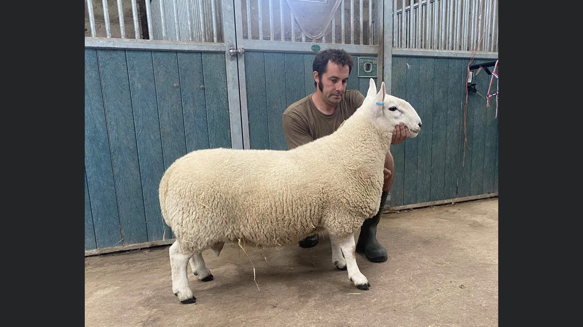 WhitacreBespoke's tweet photo. They are a hardy native breed and fit in nicely with the way we wish to farm. Our new Penbache tup is out with the ewes and we will be lambing in March and April. My nephew is working hard on his ewe lamb that he will show in the young handlers classes next year. 

#nativesheep https://t.co/oqBsqDiezo
