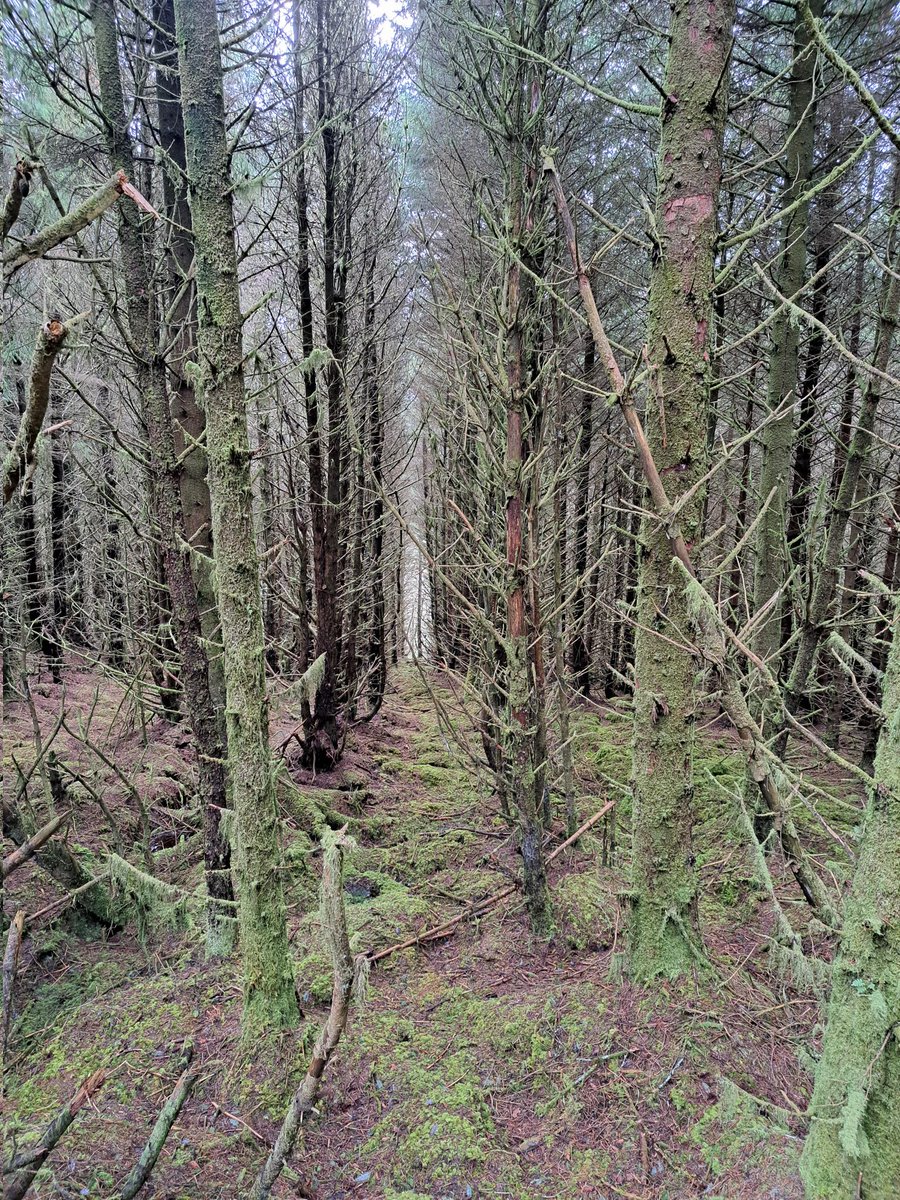 Barry Murphy tweet media