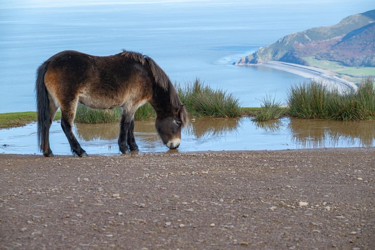 Down at the waterhole - well up actually as this puddle is high on a hill @ExmoorPonyClub @ExmoorNP @Exmoor4all @visitexmoor #Exmoorpony #Exmoor