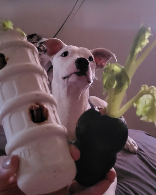 For anyone interested in my Deaf "foster" pup here he is being a little bossy boy. One of the only 2<a href="/tag/mvsales"class="tags"><span>#mvsales</span></a>