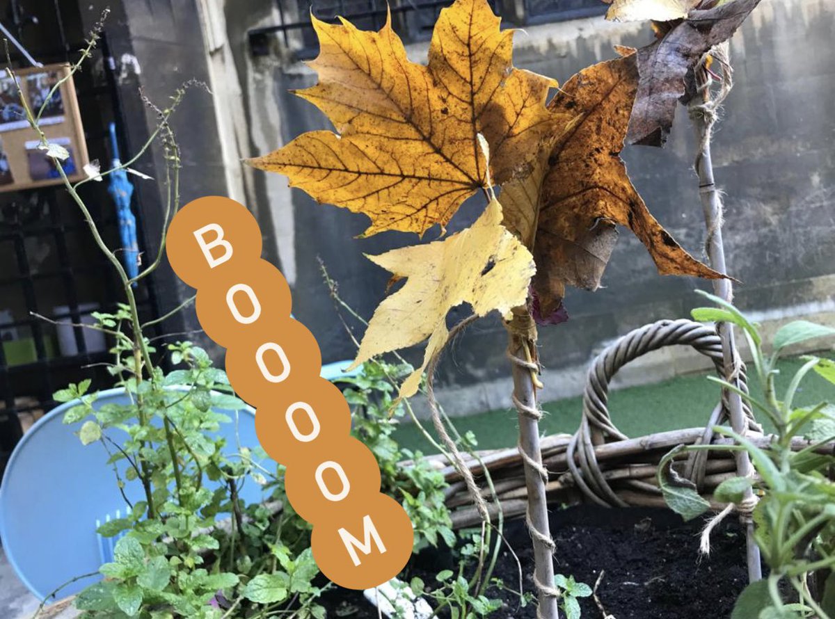 1️⃣ month to go🎄 &amp; excitement is brewing in Kindergarden! 

Leaf fireworks 💥, chaffinch cupcakes, next, pupils explore alternative festive meals using garden harvests, investigate sleepy outdoor creatures 🦔 &amp; grow Xmas trees via local pines cuttings. So much to look forward to!