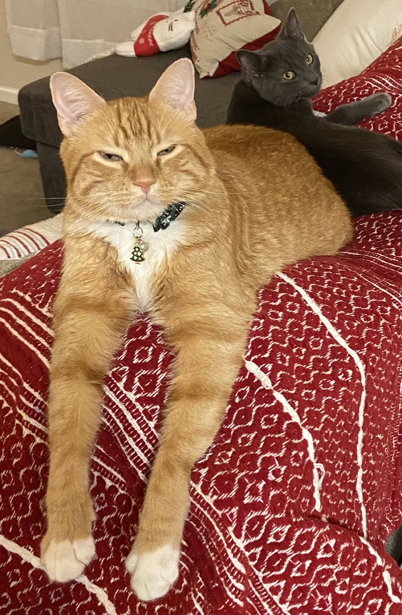 Happy CATurday! 😻🐈🐾🐈‍⬛😻