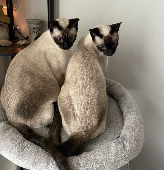 The cats are finding the baby toys fascinating.  #Caturday https://t.co/svXvhpLzxM<a href="/tag/caturday"class="tags"><span>#caturday</span></a>