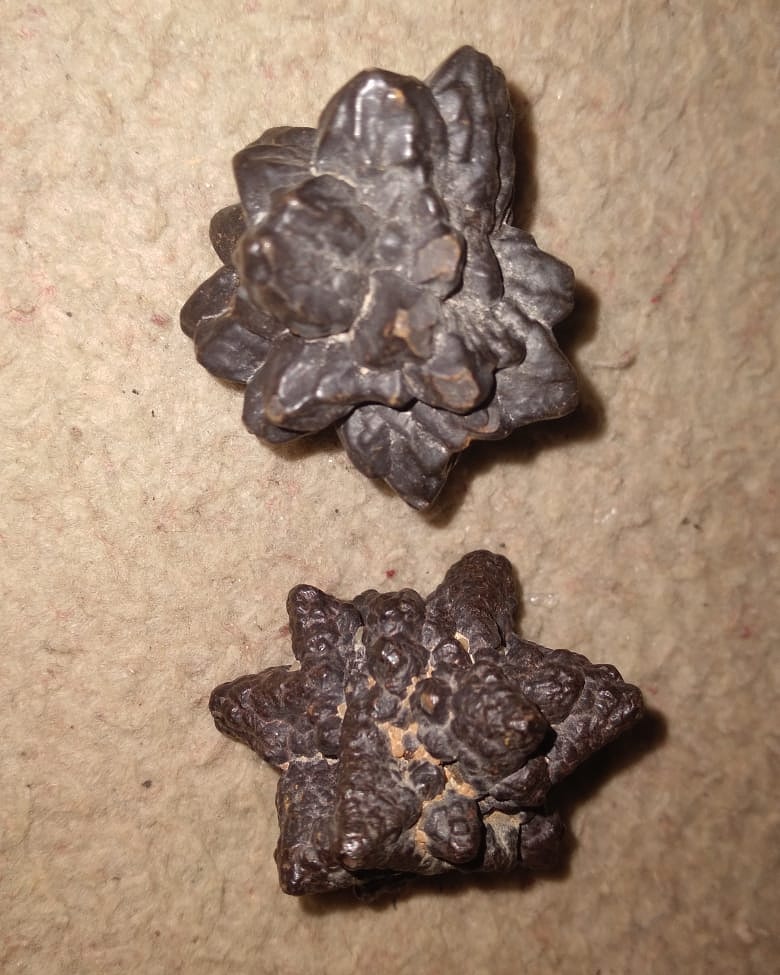 فين بتوع النيازك والشهب يجمع هنا 🙆😂
دول قطعتين فقط من " الشهب" ومش نيازك 👌
سعر القطعه ٢٥ الف $🤷
#نيلوه_مليون_متابع_سناب 
#نيازك #نيزك #شهب #الكويت #السعوديه_الاردن #عمان #البحرين #احجار #تو