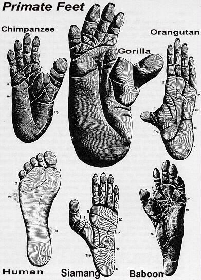 paleorocha's tweet photo. Bora falar de pés? 👣
De todas as espécies de primatas, os humanos possuem os pés mais diferentões. Somos os únicos que não têm um dedão opositor, além de termos pés muito menos flexíveis do que outros macacos. 
Como ocorreu a evolução do nosso pé?
Segue aí 🧵 https://t.co/GP906jyRZb