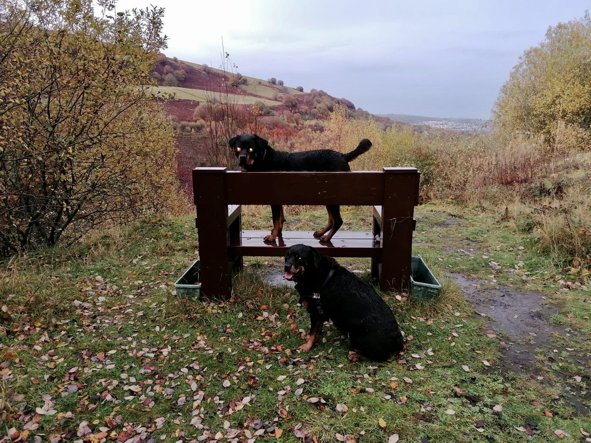 Gorgeous weather in Wales ! 🏴󠁧󠁢󠁷󠁬󠁳󠁿 
#rottie #rottweiler