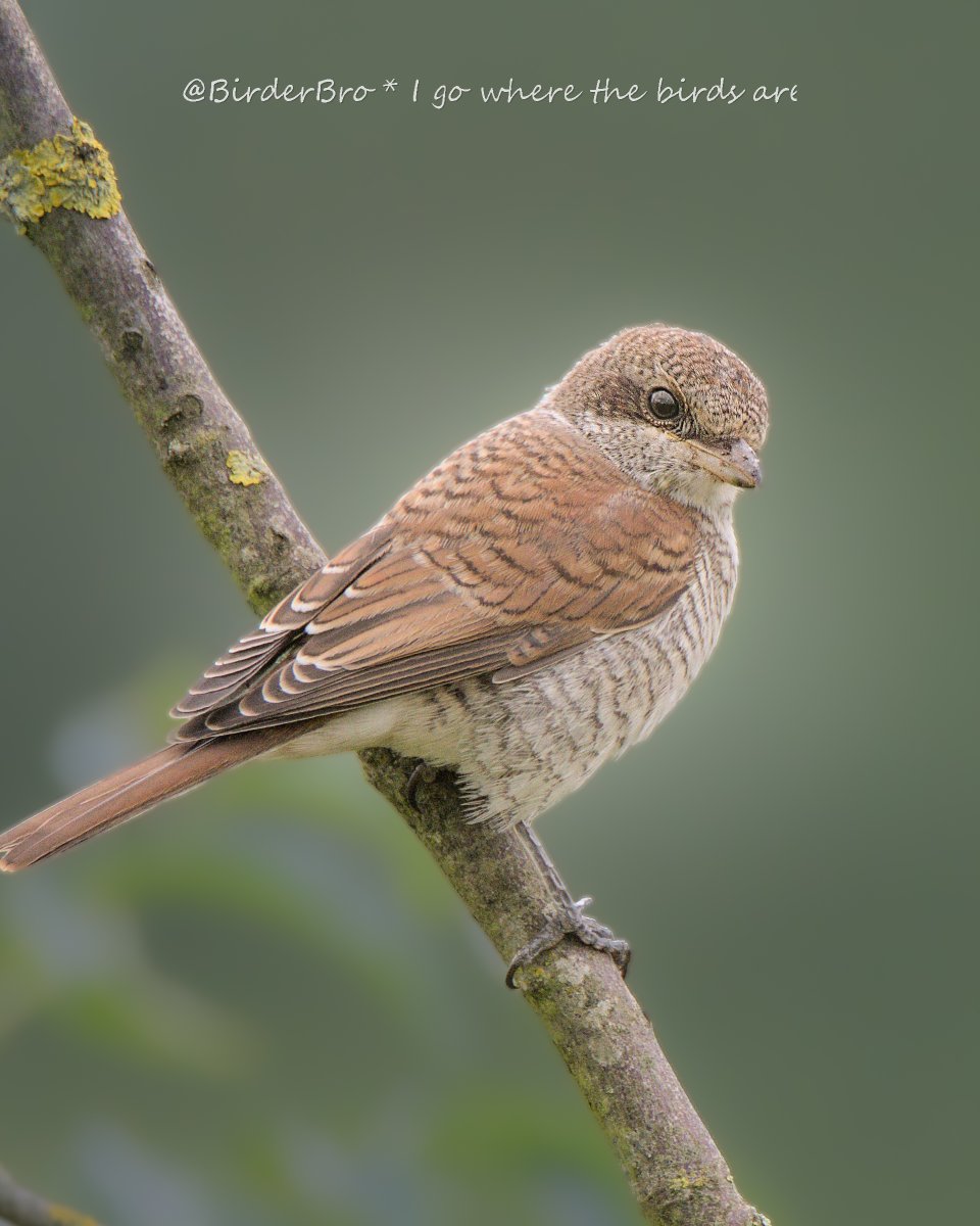 What a lovely #rainbow #Colors🧵this⬇️is😍
Here's another 1 of the juv 🔴-backed Shrike; hope u like☺️
~
#colorful #colourful #ColourYourWorld #ColourChallenge #birds #birdphotography #NaturePhotography #wildlifephotography #photography #NatureBeauty #NatureLover #BBCWildlifePOTD
