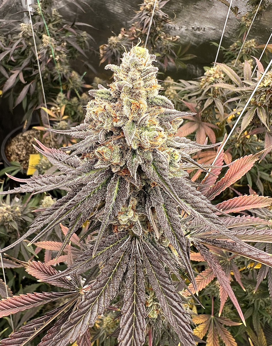 This Wappa x Tuna God Bud X PBB #3 is absolutely killing it on day 47 of flower under the #marshydrofce4800