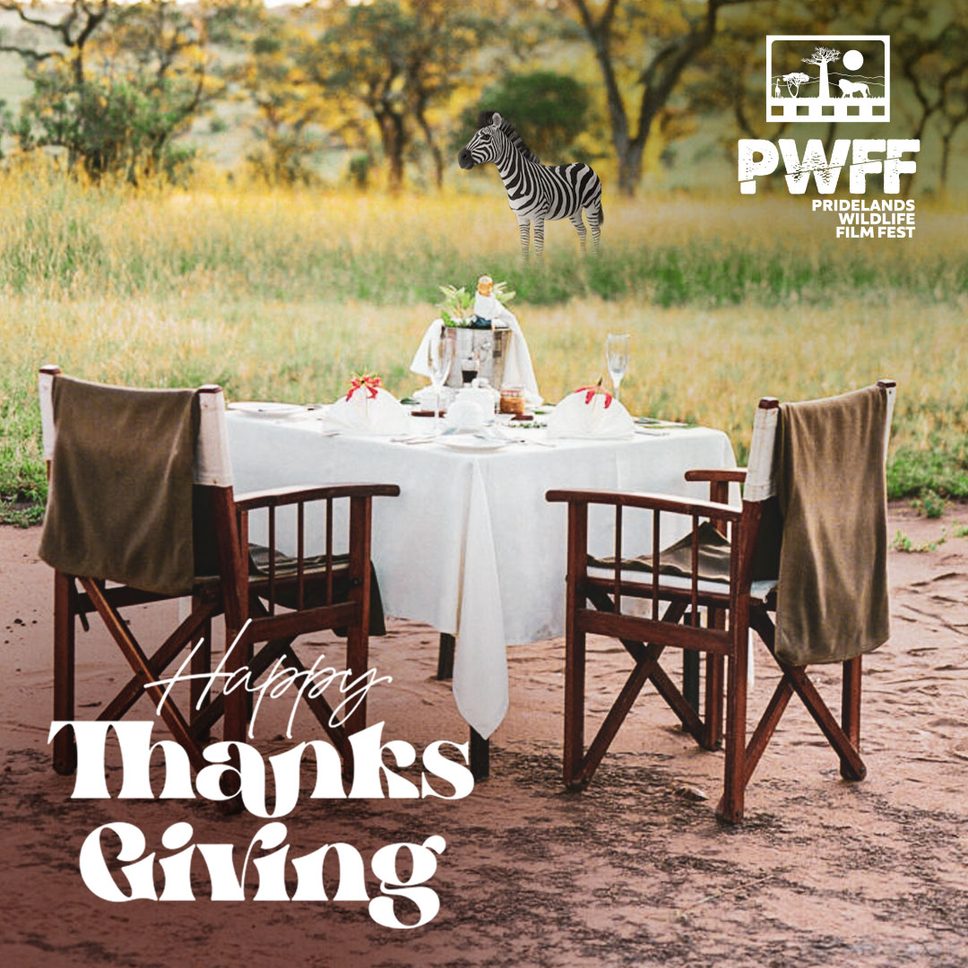 This Thanksgiving, we're grateful for the breathtaking beauty of our world's wildlife. Which animal are you thankful for? 🍂🦓 
#pwff2024 #africaspremierwildlifefilmfestival #kenyasfirstwildlifefilmfest #africarising #africanstorytellers #shiftingnarratives #betterrepresentation