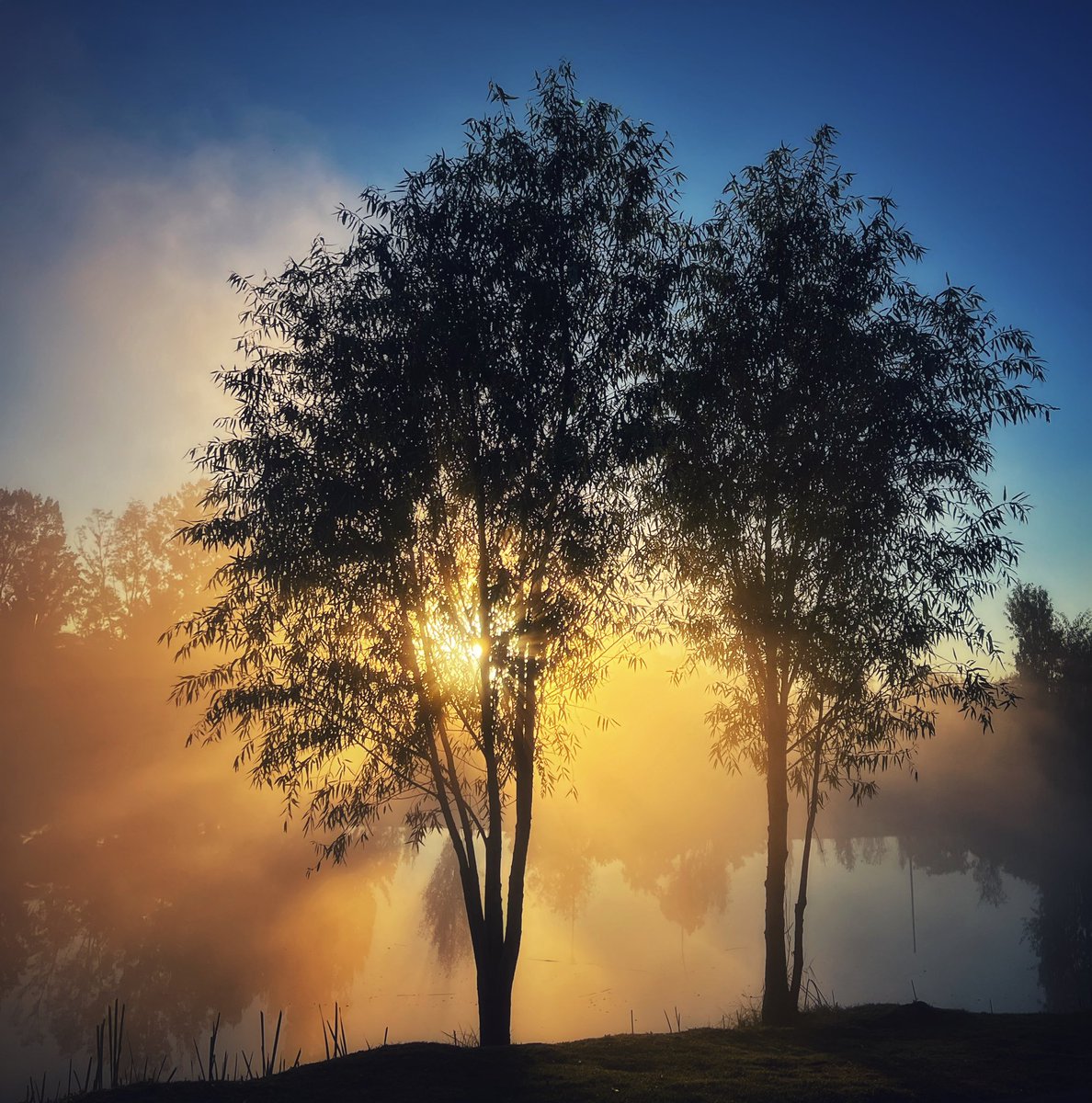 El ahuejote es uno de los moradores más antiguos del Valle de México. Los mexicas veían en éste el equilibrio del cielo y el plano terrestre.
#ahuejote #Xochimilco #CDMX #salix #visitmexico #áreasnaturalesprotegidas #amanecer #subrise