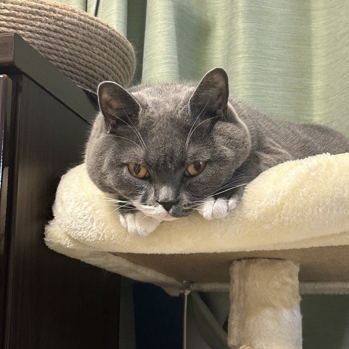 カッ(＜●＞＜●＞)
#猫のいる幸せ 
#ブリティッシュショートヘア 
#猫がいる生活 #猫好きさんと繫がりたい #猫がいる暮らし #猫 #cat #ねこ
