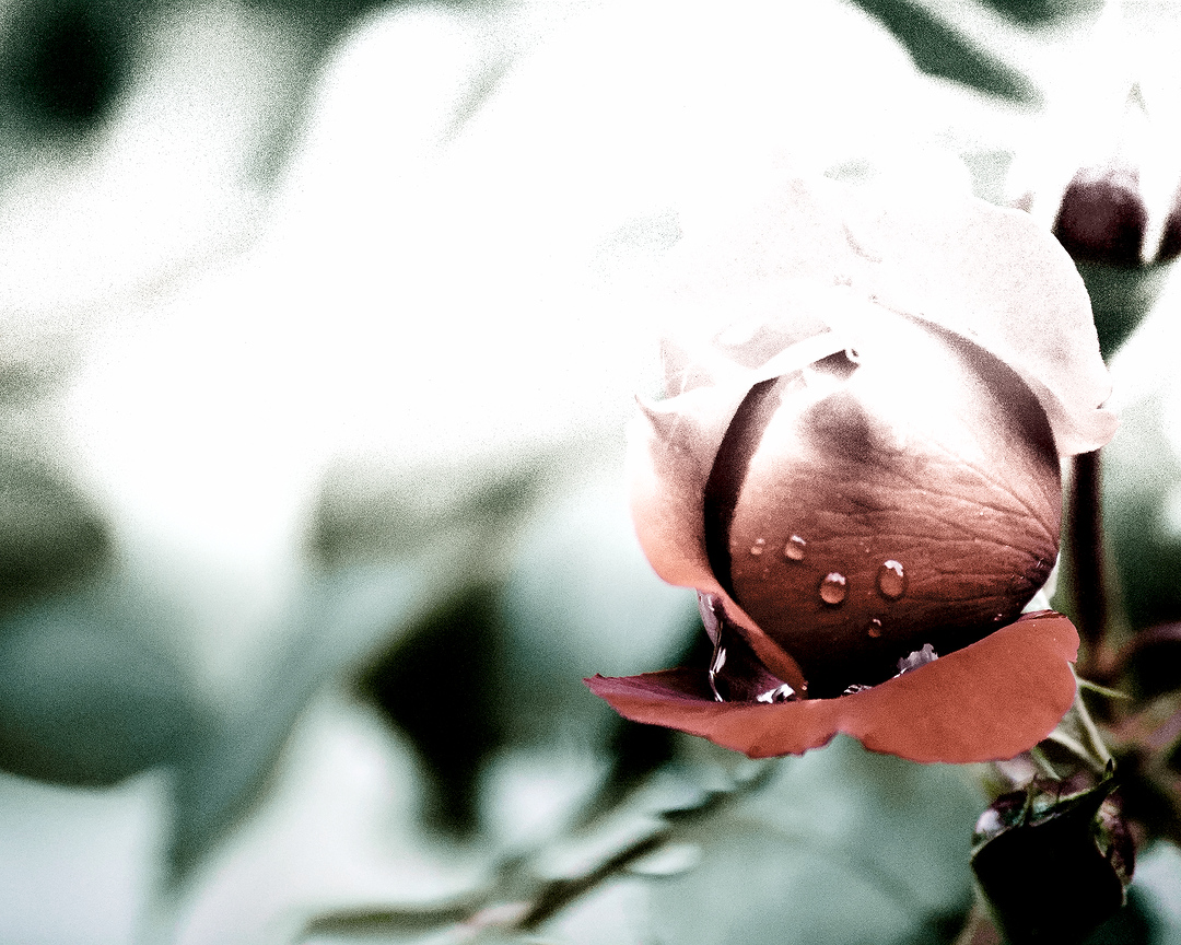 cameraShonan's tweet photo. ただ今、帰宅。お疲れ様です。引き続き薔薇写真です。薔薇大好き人間なので薔薇ばかりですがついてきて欲しいです☺️
#TLを花でいっぱいにしよう #写真好きな人と繋がりたい #薔薇 #ばら #バラ https://t.co/K53tqKpjQD