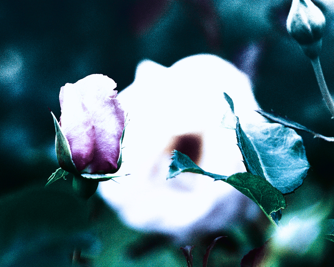 cameraShonan's tweet photo. ただ今、帰宅。お疲れ様です。引き続き薔薇写真です。薔薇大好き人間なので薔薇ばかりですがついてきて欲しいです☺️
#TLを花でいっぱいにしよう #写真好きな人と繋がりたい #薔薇 #ばら #バラ https://t.co/K53tqKpjQD