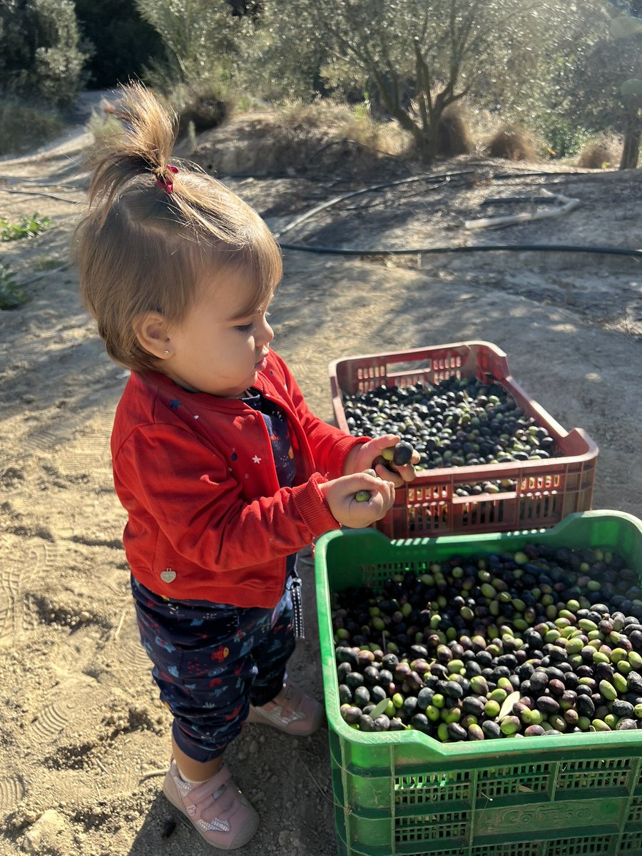 Recogiendo oliva 🫒🌳