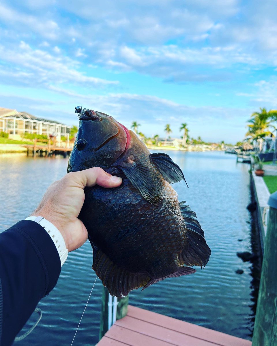 stayswfl's tweet photo. Yes the fish are biting this morning. ☀️

#planthetrip #booktheflight #beourguest #canallife #fishing #swflorida #capecoralflorida #vacationhomerental #sunshine https://t.co/iGDNBzRTW2