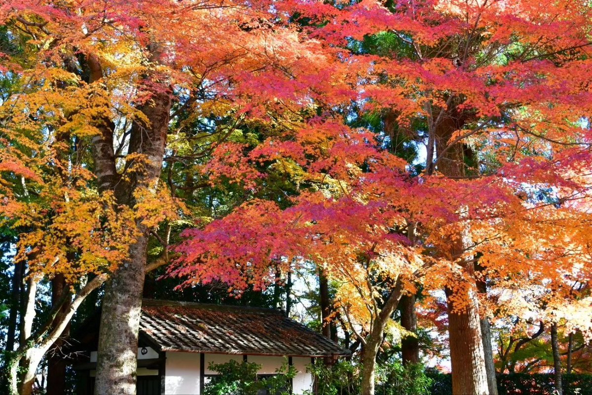 SuwaShu's tweet photo. 滋賀県坂本界隈の紅葉狩り！
日吉大社と西教寺！
ちょうど見頃でいい感じでした(^^) https://t.co/qf7fwmKq2Q