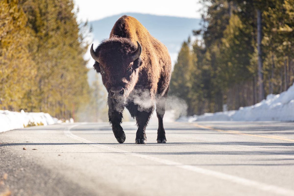 CoachVBisonHC's tweet photo. Winter is coming.  It’s time to join the HERD. 🦬🦬🏈🏈. Sign up and come see what’s happening on “The HILL”. https://t.co/Jt1yHdKYoK