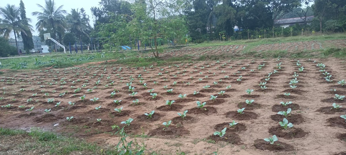 Kitchen garden in EMRS DHANGHERA