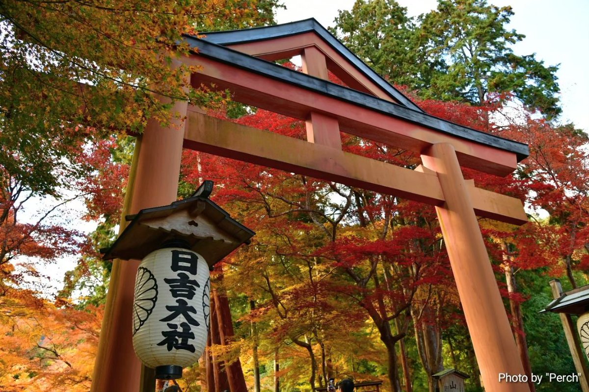 SuwaShu's tweet photo. 滋賀県坂本界隈の紅葉狩り！
日吉大社と西教寺！
ちょうど見頃でいい感じでした(^^) https://t.co/qf7fwmKq2Q