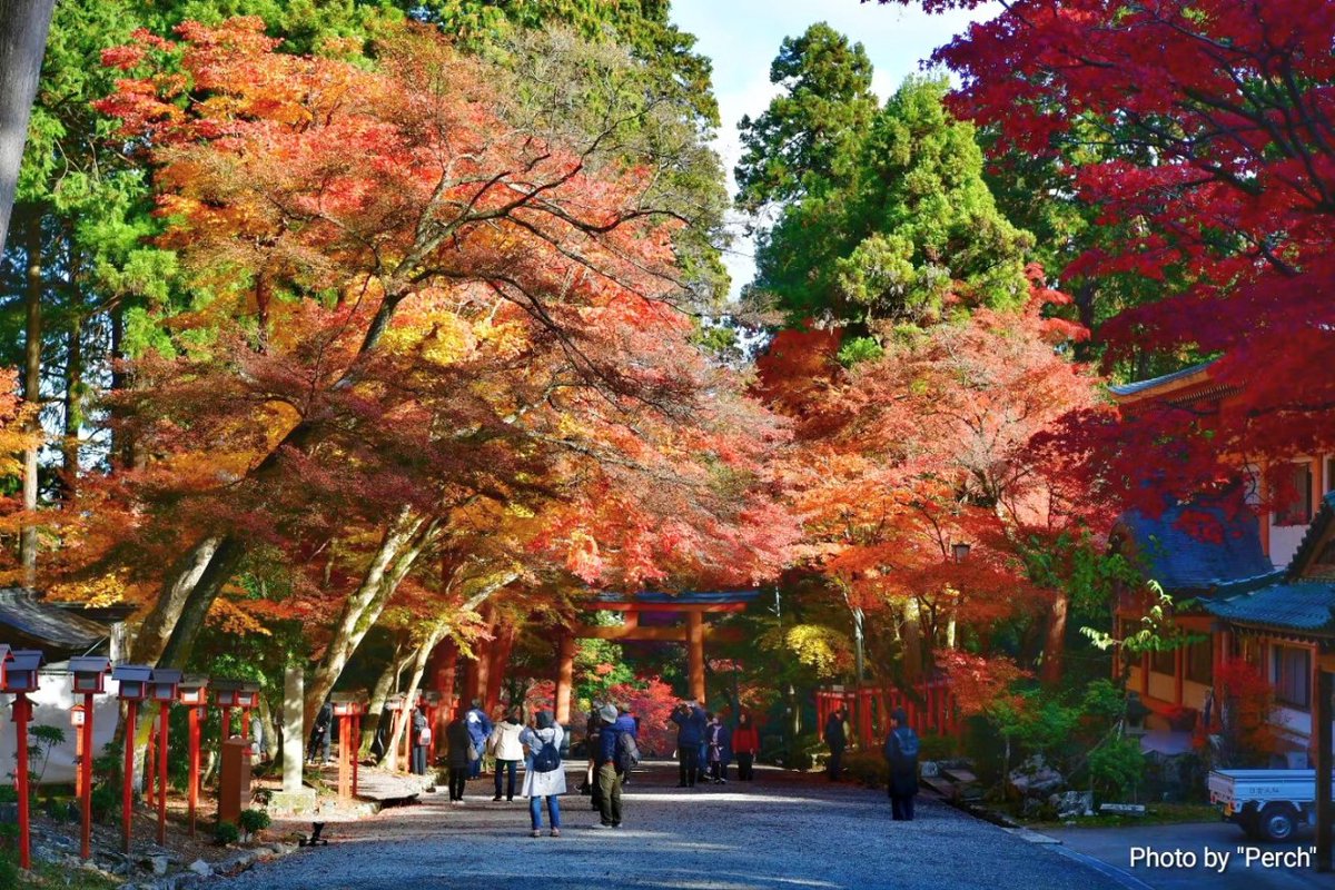 SuwaShu's tweet photo. 滋賀県坂本界隈の紅葉狩り！
日吉大社と西教寺！
ちょうど見頃でいい感じでした(^^) https://t.co/qf7fwmKq2Q