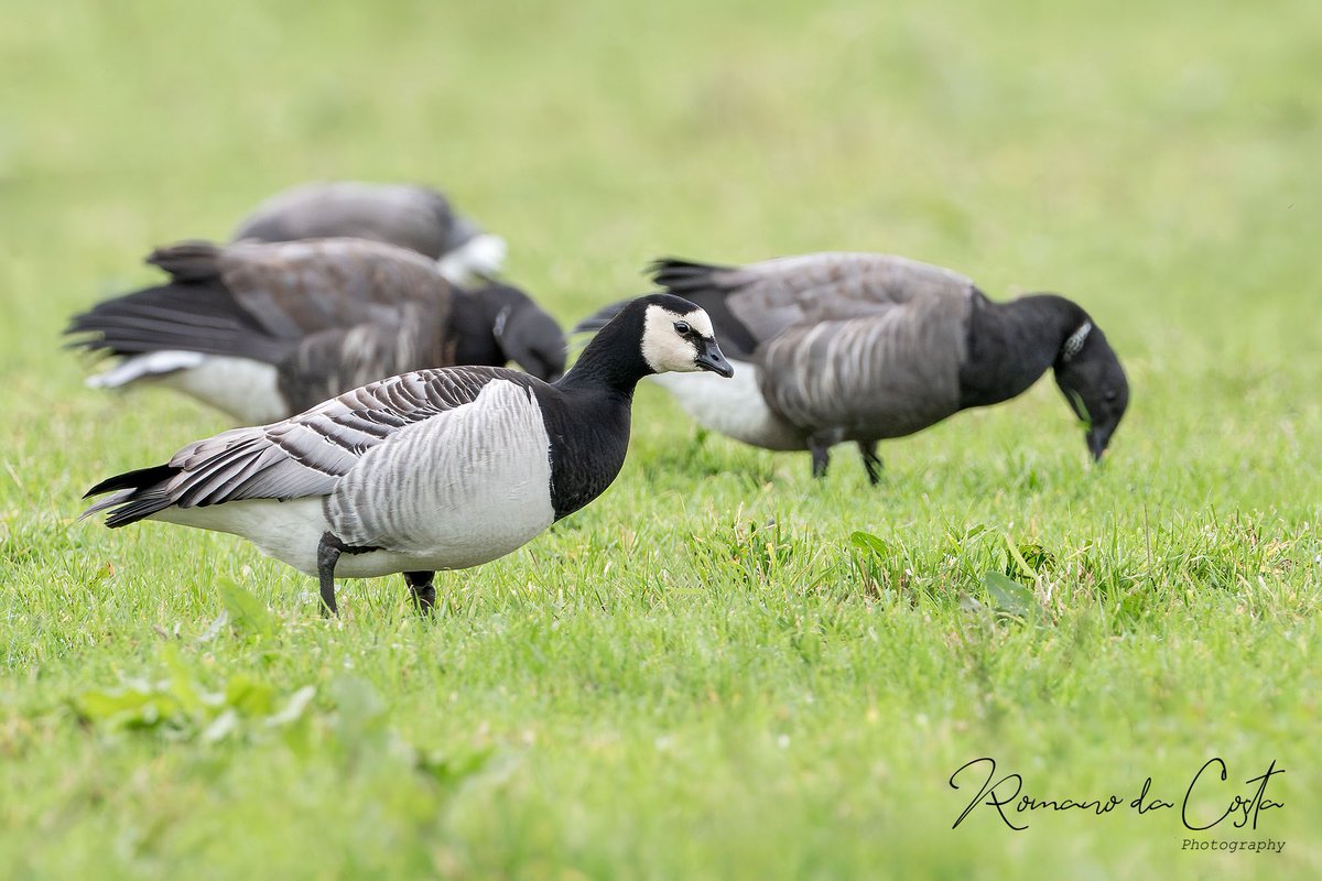 Our first wild Barnacle Goose for a few years has been feeding with the Brent Geese in Grouville Bay and La Sente for the past couple of weeks. @BirdGuides @Soc_Jersiaise @NatTrustJersey @jsynationalpark @BirdTrack #BirdsSeenIn2023