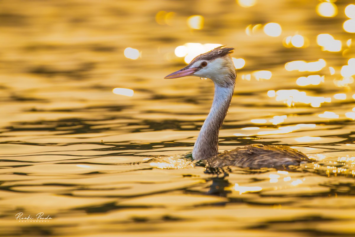 Jyotiraditya Pinaki Panda (@pinakipanda90) on Twitter photo Great Crested Grebe
Subarnapur,Odisha
Canon 200d ii
Canon Ef-100-400
ISO-1600
F-7.1
S-1/1250
#wildlife
#wildlifephotography
<a href="/NatGeo/">National Geographic</a>
<a href="/Canon_India/">CANON India</a>
<a href="/BBCEarth/">BBC Earth</a> Great Crested Grebe
Subarnapur,Odisha
Canon 200d ii
Canon Ef-100-400
ISO-1600
F-7.1
S-1/1250
#wildlife
#wildlifephotography
<a href="/NatGeo/">National Geographic</a>
<a href="/Canon_India/">CANON India</a>
<a href="/BBCEarth/">BBC Earth</a>
