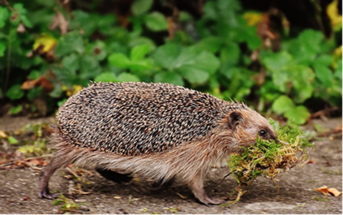 SomersetCouncil's tweet photo. New Biodiversity Net Gain planning rules expected in January. Have your say on our proposed guidance notes that will tailor BNG for Somerset. Consultation closes 4 December. Have your say https://t.co/pBi1qYBovK https://t.co/uAizrsRVIs