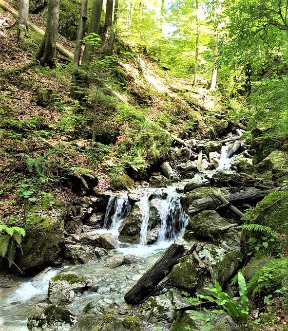 Greenisamissio1's tweet image. Forests are so much more than carbon. It is time to use them to their full climate benefit - for the benefit of the people who live and work in and near them, hundreds of kilometers away and around the world.💚🌱🌿☘️🌳🌲🍀💚