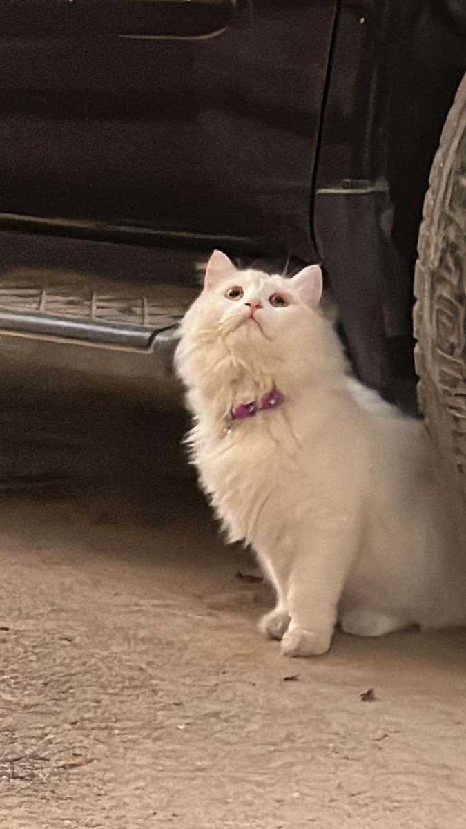عاليه 🇸🇦 tweet media