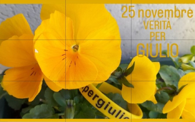 25 novembre
💛
#veritaegiustiziaperGiulio
#25Novembre 
#gialloGiulio 
#Giuliosiamonoi