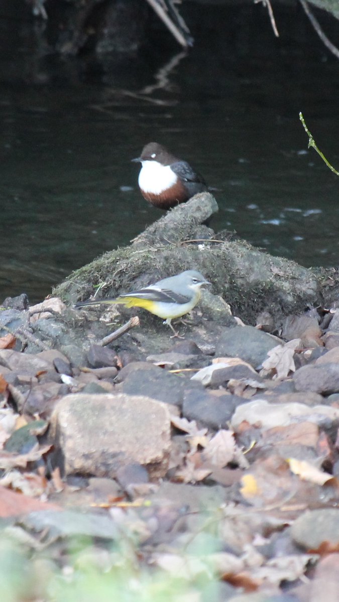 Dipper and Greywagtail Co Durham this morning.
