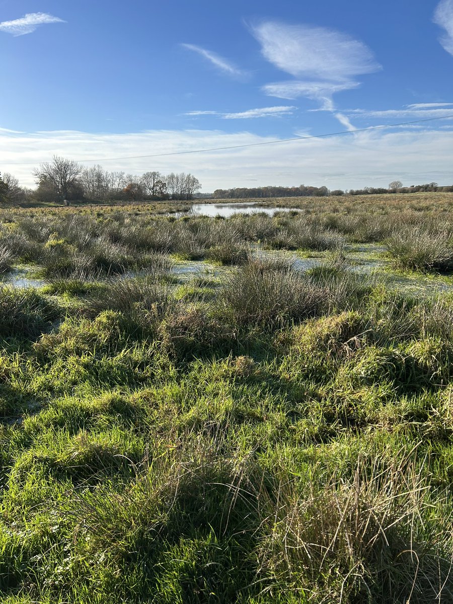 jcasperd's tweet photo. Site 2 for harvest mouse surveying, tussocks of grass surrounding wetland. @HarperAdamsUni students are busy on task. I am completely distracted by teal, widgeon, fieldfare and redwing and lots of wrens in the riparian zone of the Strine Brook.@BTO_Shropshire @ShropsWildlife https://t.co/Hs1QHFhkJL