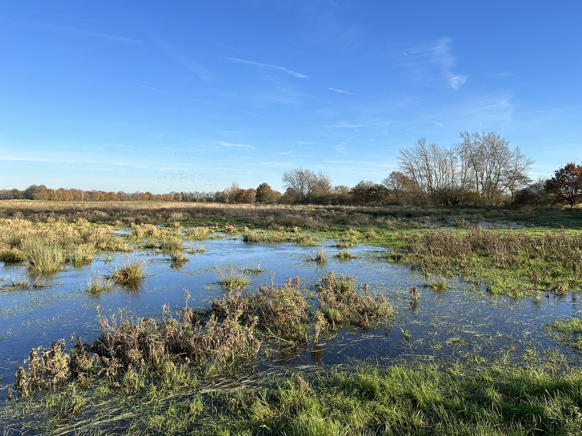 jcasperd's tweet photo. Site 2 for harvest mouse surveying, tussocks of grass surrounding wetland. @HarperAdamsUni students are busy on task. I am completely distracted by teal, widgeon, fieldfare and redwing and lots of wrens in the riparian zone of the Strine Brook.@BTO_Shropshire @ShropsWildlife https://t.co/Hs1QHFhkJL