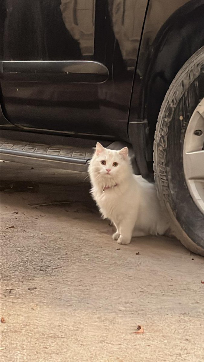 عاليه 🇸🇦 tweet media