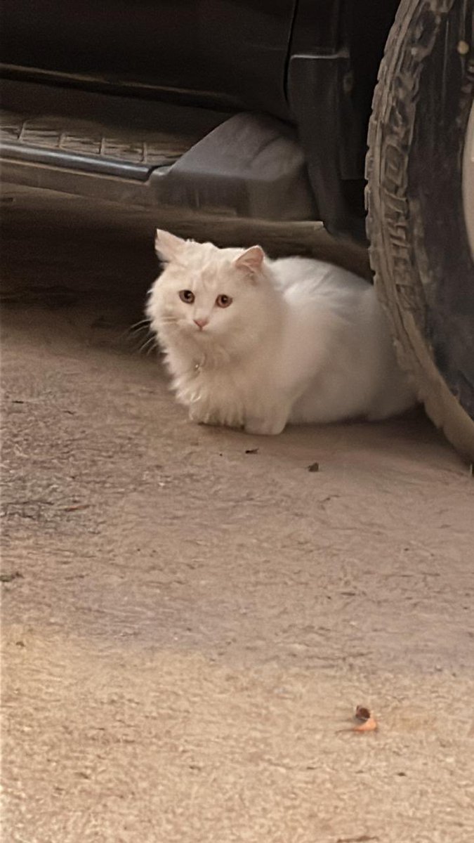 عاليه 🇸🇦 tweet media