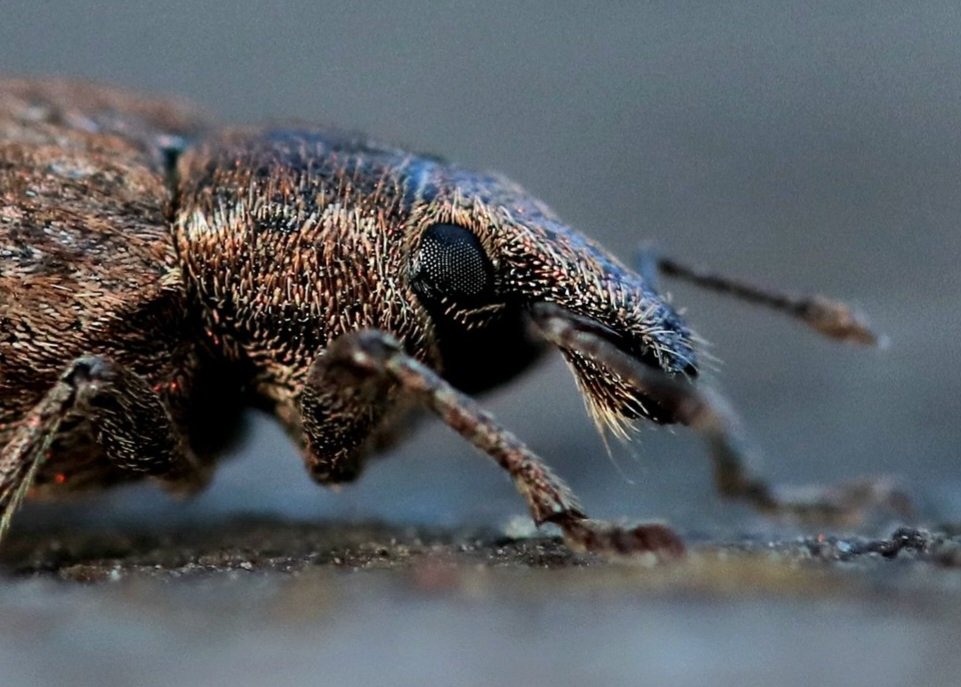 WasNothingReal's tweet photo. Join me on Instagram https://t.co/2YaizsMTuM
#Macrophotography #Macro #Photography
#Spider #Insect #Fungi #Butterfly #Dragonfly #Bees #Weevil #Beetle #Botany #Flower #Nature #Wildlife occasional #Travelphotography https://t.co/9H50QuDPZM