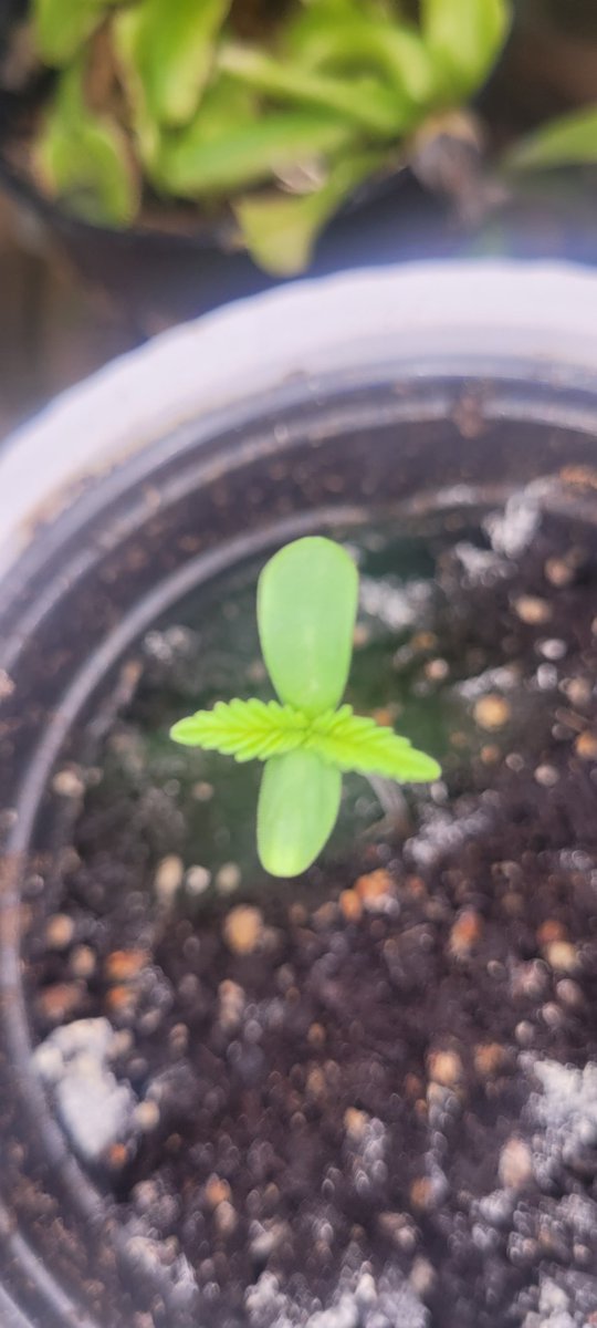 From one seed! #ItsAlive #WhiteWidow