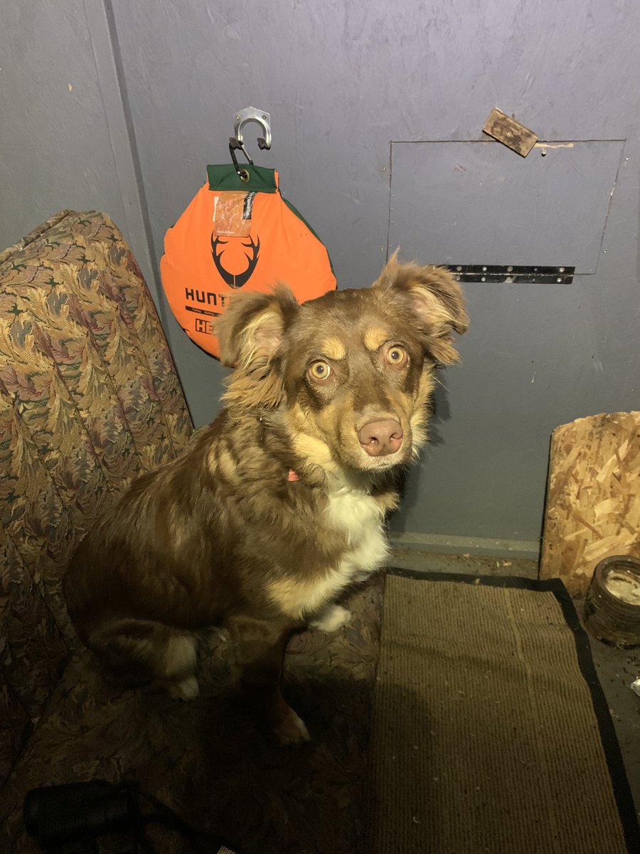 Found her sitting in my deer blind I guess i have a new hunting dog!