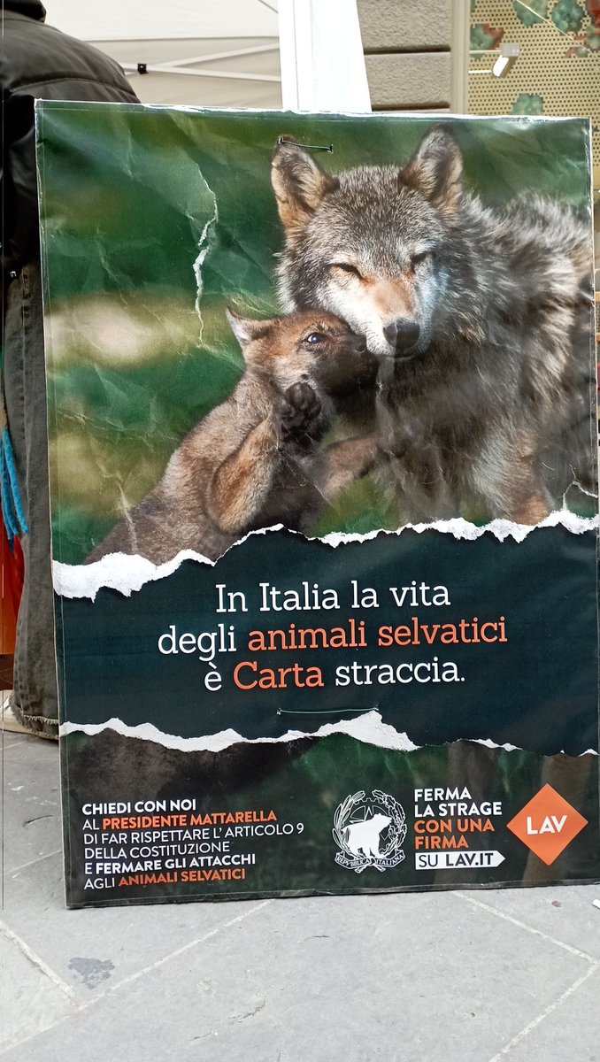 FirenzeLav's tweet photo. In Italia la vita degli animali selvatici è carta straccia.
Chiedi al Presidente Mattarella di fare rispettare l'articolo 9 della Costituzione e fermare la strage. Vieni in via Calimala a scrivere un messaggio per il Presidente.
#animalisottoattacco
@LAVonlus @LAVSediLocali https://t.co/mjz6hrEGPl
