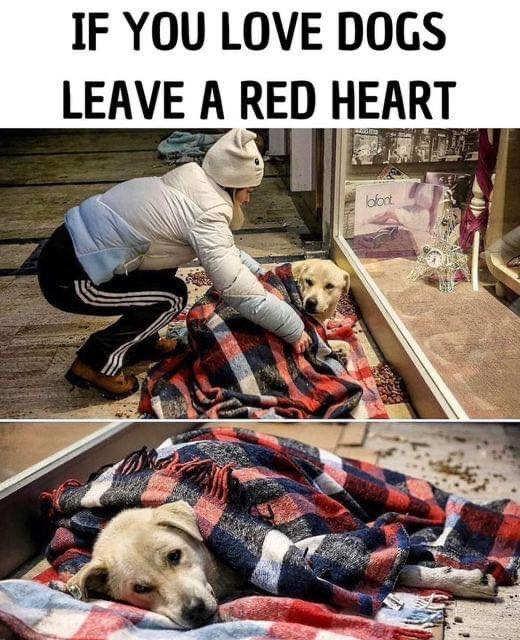 thehappydog_'s tweet photo. If you love dogs leave a red heart ❤ https://t.co/9JhvMAXhz9