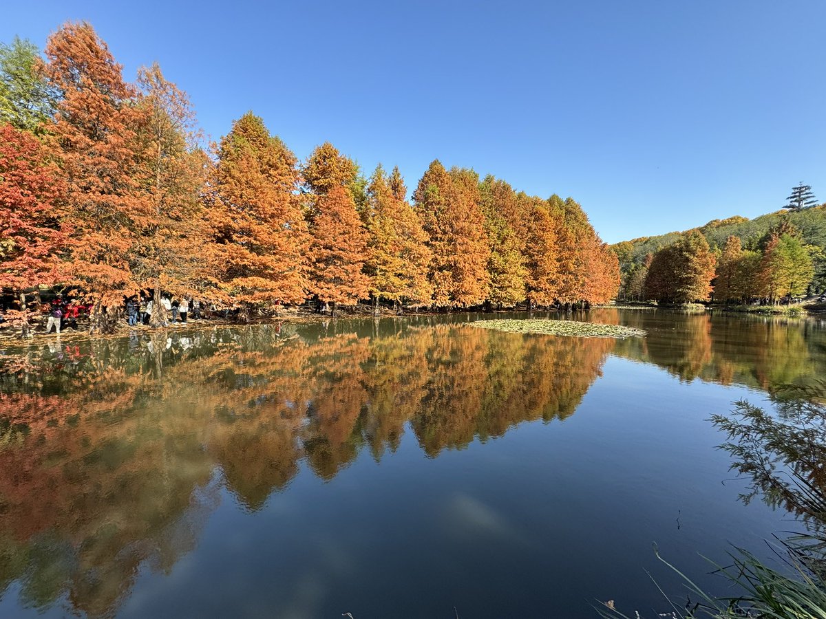 JerrychuJc's tweet photo. 南京秋天正确的打开方式 https://t.co/BtkjbVArY2