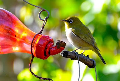 michaelastracha's tweet photo. Nick &amp; I went to the opening of @BirdLife_SA new Cape Town office this week. They do critically imp work ‘giving conservation wings’. Inspired me to show off my regular garden birds, starting with the most prolific on my feeders at the moment, the aptly named Cape White-Eye. https://t.co/RyvIfDG2QC