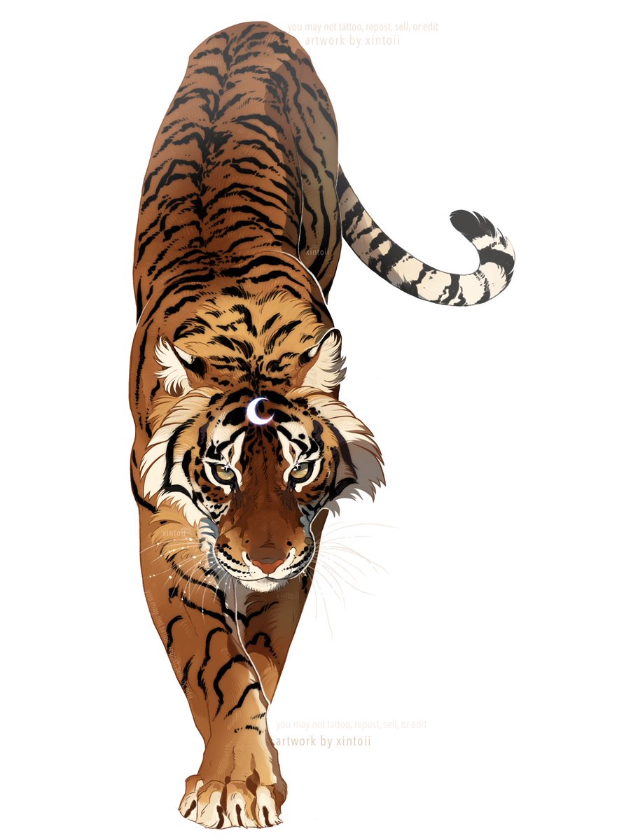 no humans white background animal focus tiger simple background animal full body  illustration images