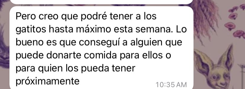 moonnoctem's tweet image. La chica que a los gatitos en el hogar temporal me está diciendo que sólo los puede tener hasta esta semana. Estoy temblando porque no sé qué puedo hacer. 

Esta semana ha sido duras de la semanas más rudas de mi vida con los gatos.

Si no consigo adoptante vuelven a la calle.